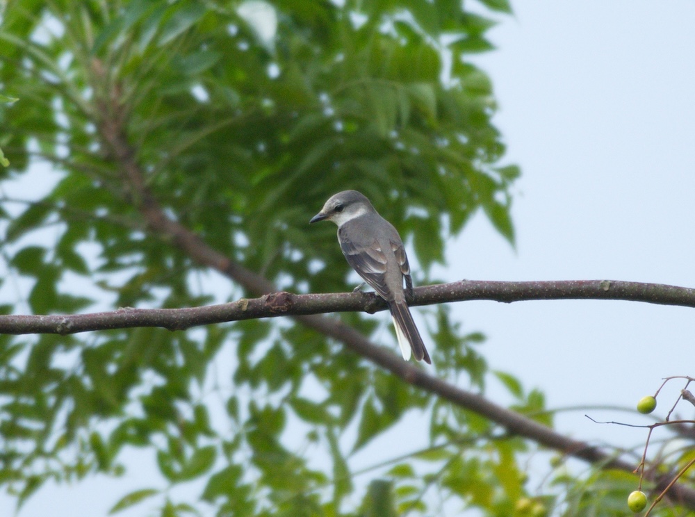 Wildlife photo 13