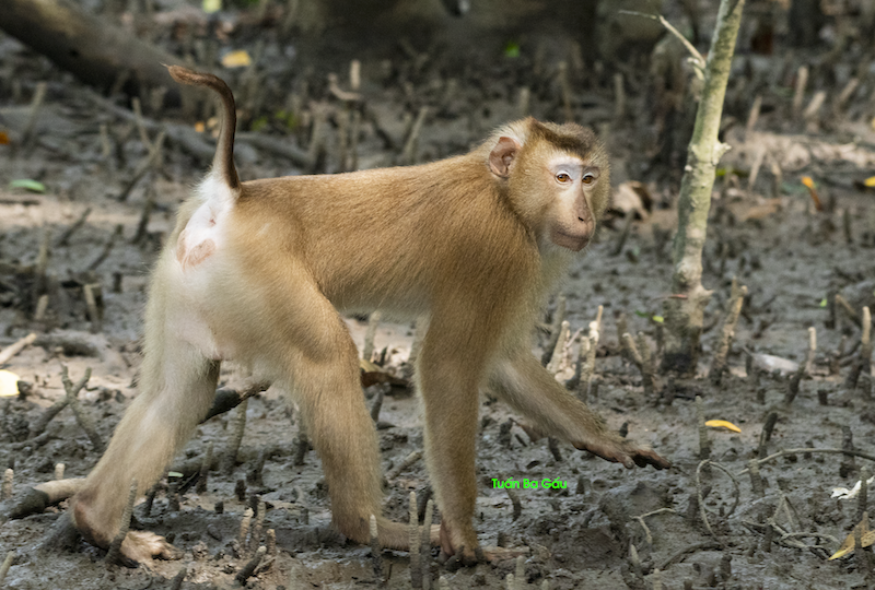 Wildlife photo 2