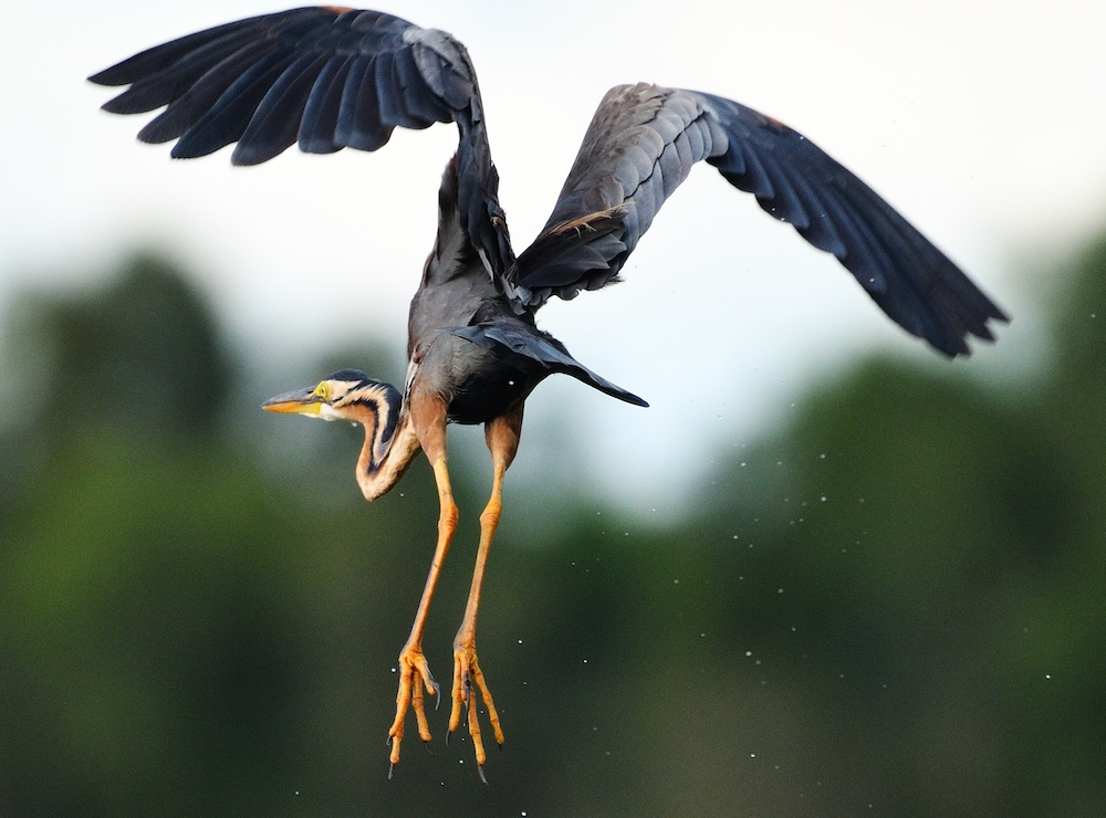 Wildlife photo 5
