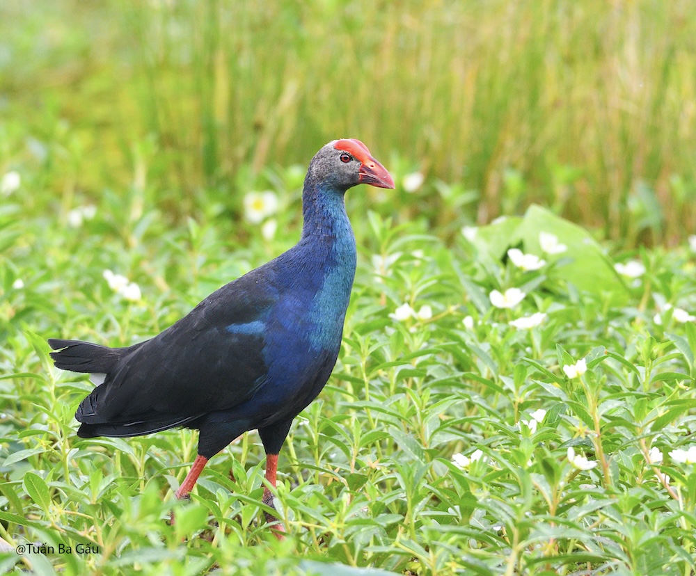 Wildlife photo 7